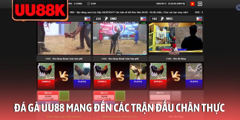 Đá Gà UU88 - Trải Nghiệm Đấu Trường Rực Lửa Ngay Tại Nhà Đá Gà UU88 - Trải Nghiệm Đấu Trường Rực Lửa Ngay Tại Nhà
