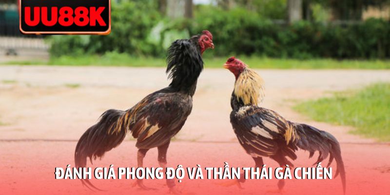 Thủ Thuật Đá Gà Thomo 2026: Kinh Nghiệm Soi Kèo Chắc Thắng Thủ Thuật Đá Gà Thomo 2026: Kinh Nghiệm Soi Kèo Chắc Thắng