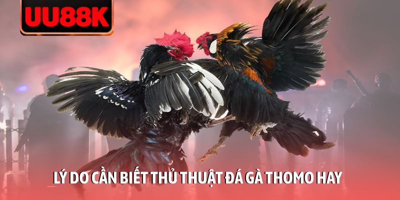 Thủ Thuật Đá Gà Thomo 2026: Kinh Nghiệm Soi Kèo Chắc Thắng Thủ Thuật Đá Gà Thomo 2026: Kinh Nghiệm Soi Kèo Chắc Thắng